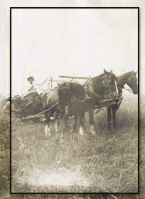 horse team